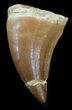 Mosasaur (Prognathodon) Tooth #43367-1